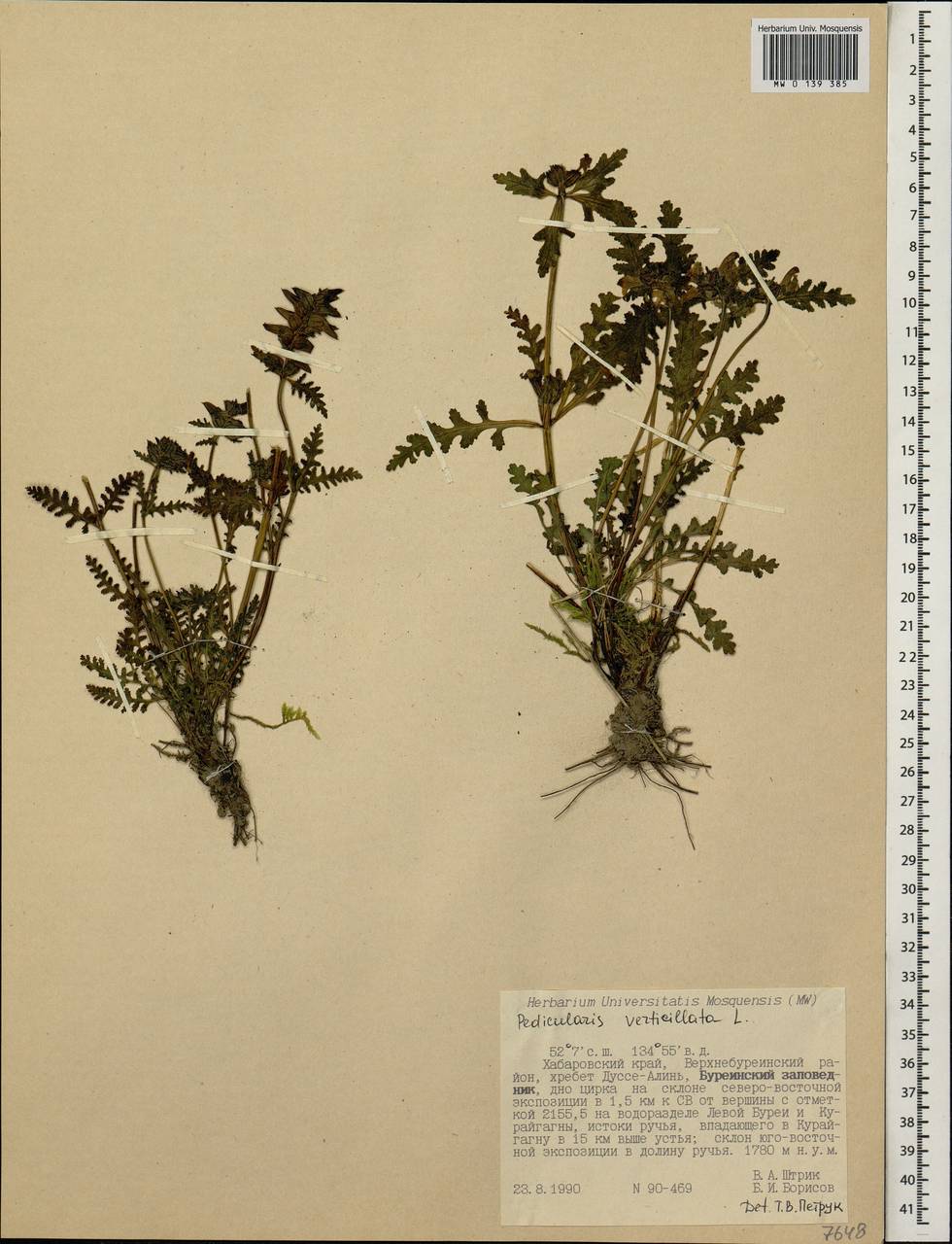 Pedicularis verticillata, Siberia, Russian Far East (S6) (Russia)
