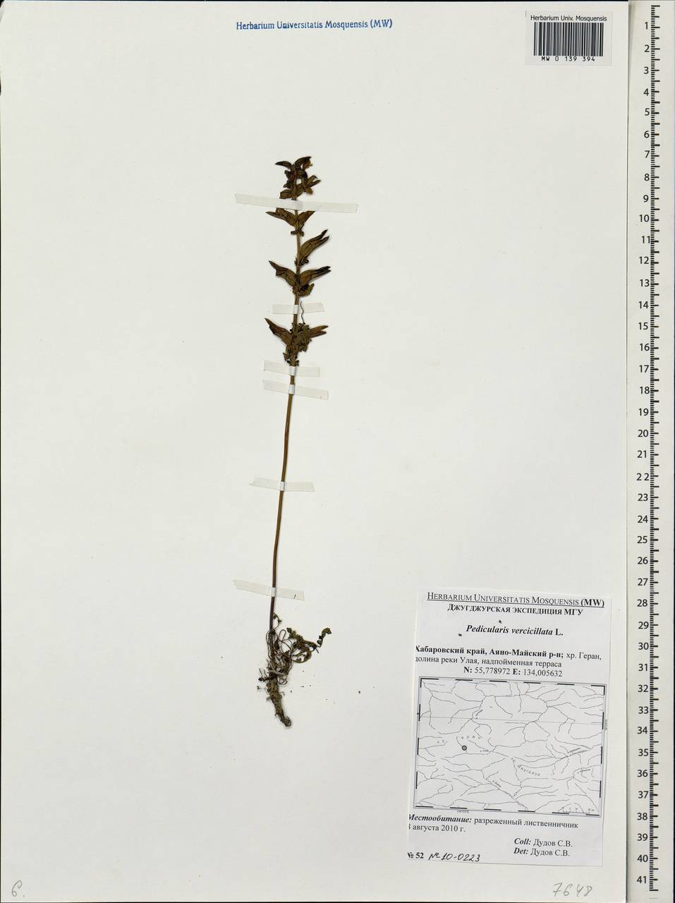 Pedicularis verticillata L., Siberia, Russian Far East (S6) (Russia)