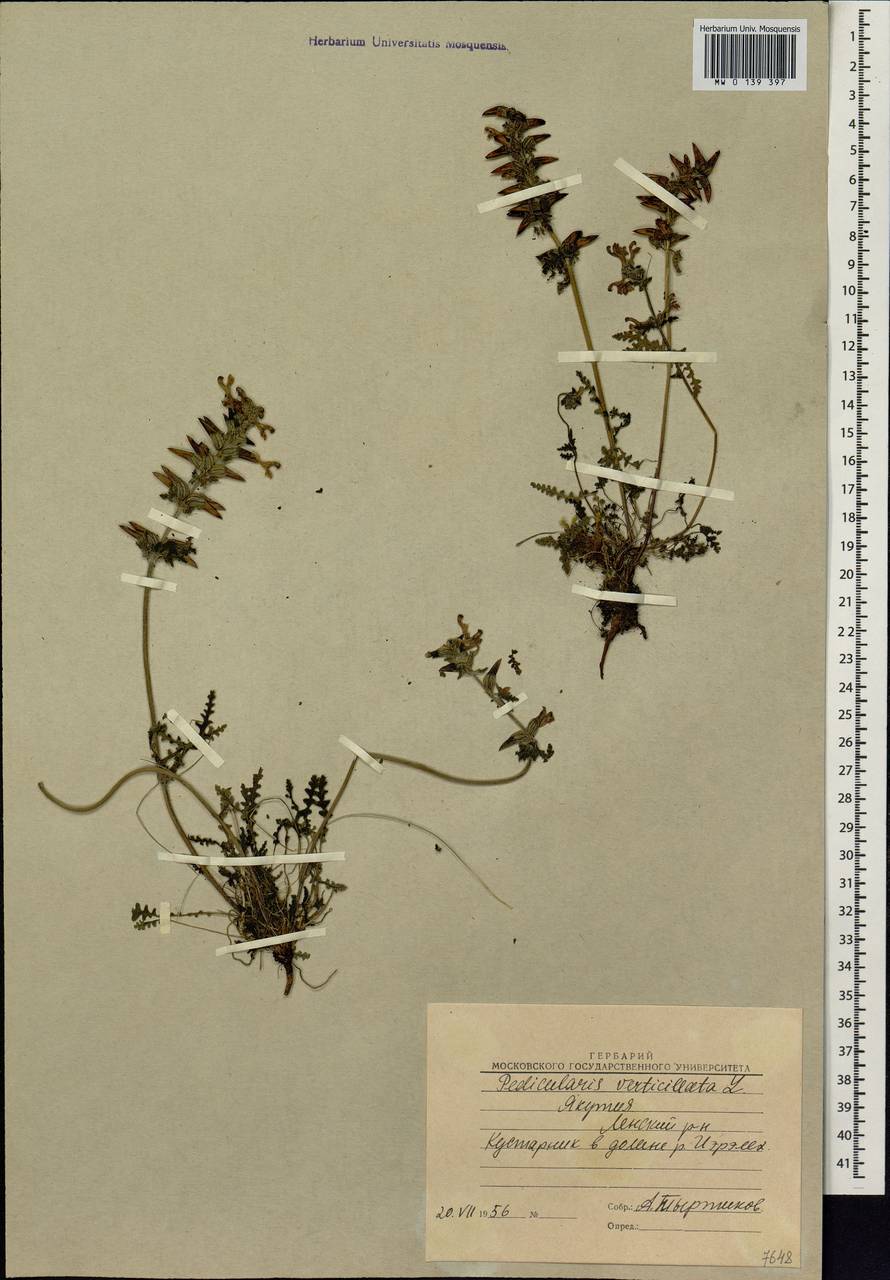 Pedicularis verticillata, Siberia, Yakutia (S5) (Russia)