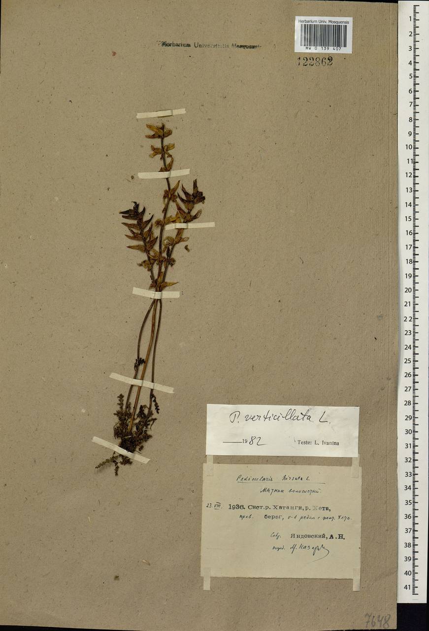 Pedicularis verticillata, Siberia, Central Siberia (S3) (Russia)