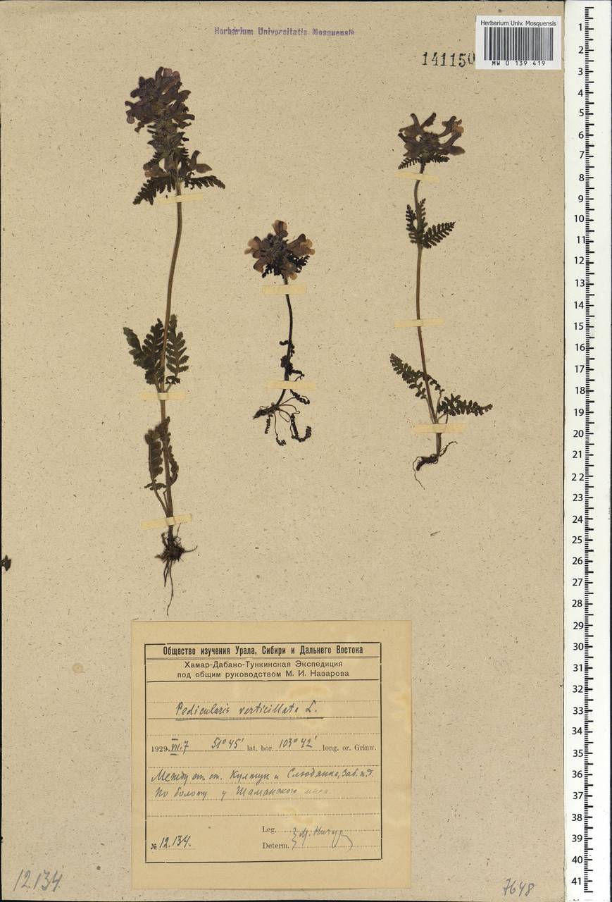 Pedicularis verticillata, Siberia, Baikal & Transbaikal region (S4) (Russia)