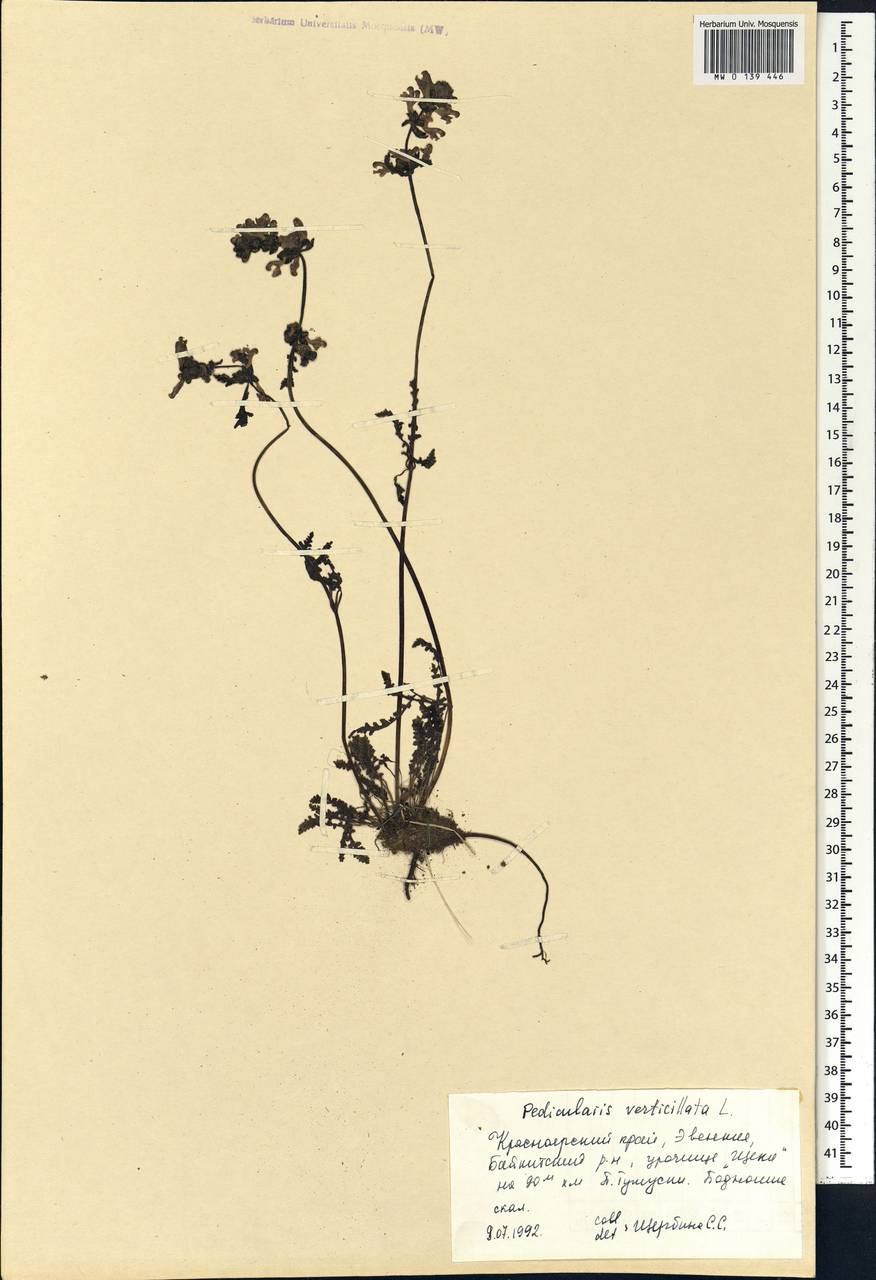 Pedicularis verticillata, Siberia, Central Siberia (S3) (Russia)