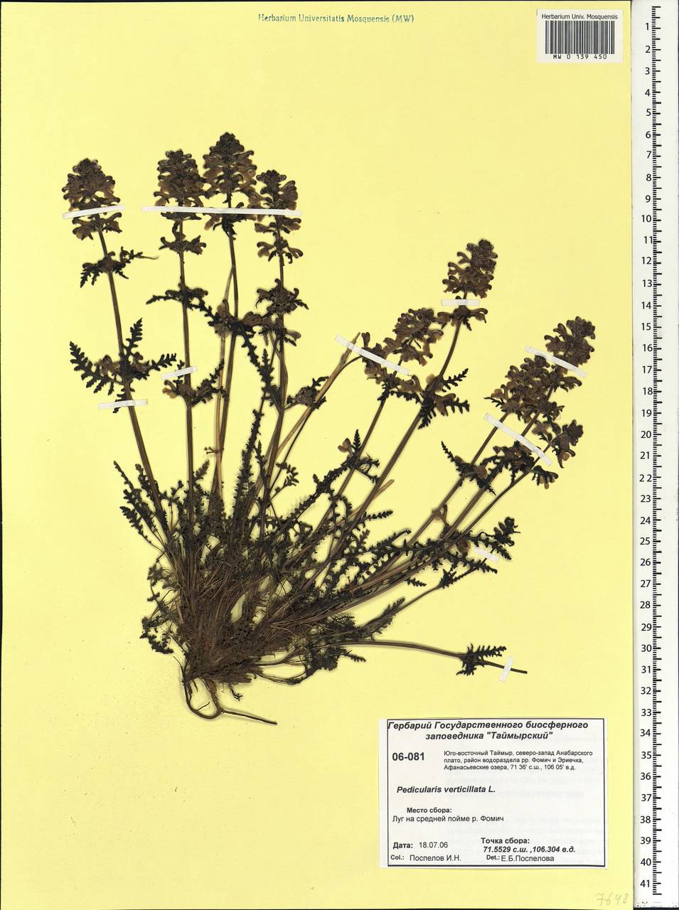 Pedicularis verticillata, Siberia, Central Siberia (S3) (Russia)