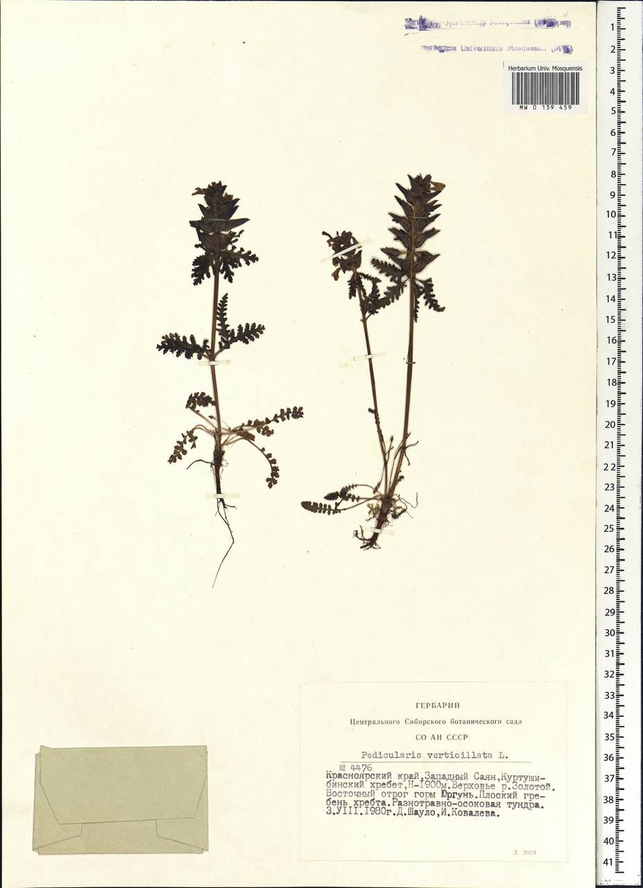 Pedicularis verticillata, Siberia, Altai & Sayany Mountains (S2) (Russia)