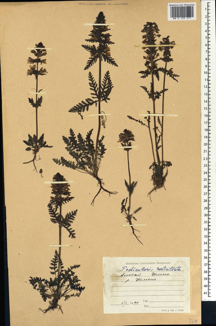 Pedicularis verticillata L., Siberia, Altai & Sayany Mountains (S2) (Russia)