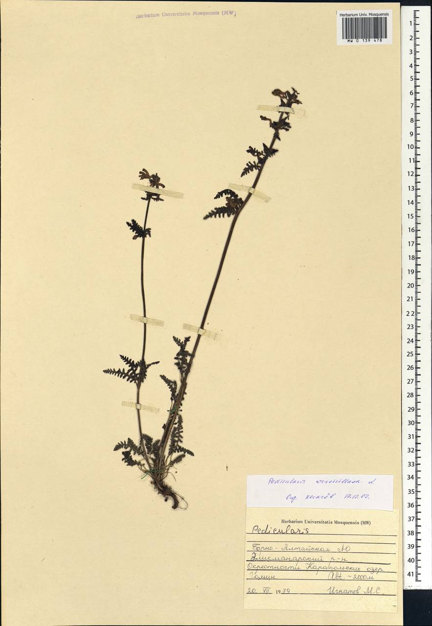 Pedicularis verticillata L., Siberia, Altai & Sayany Mountains (S2) (Russia)