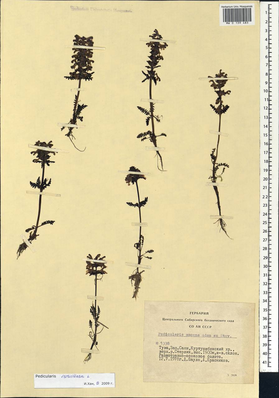 Pedicularis verticillata, Siberia, Altai & Sayany Mountains (S2) (Russia)