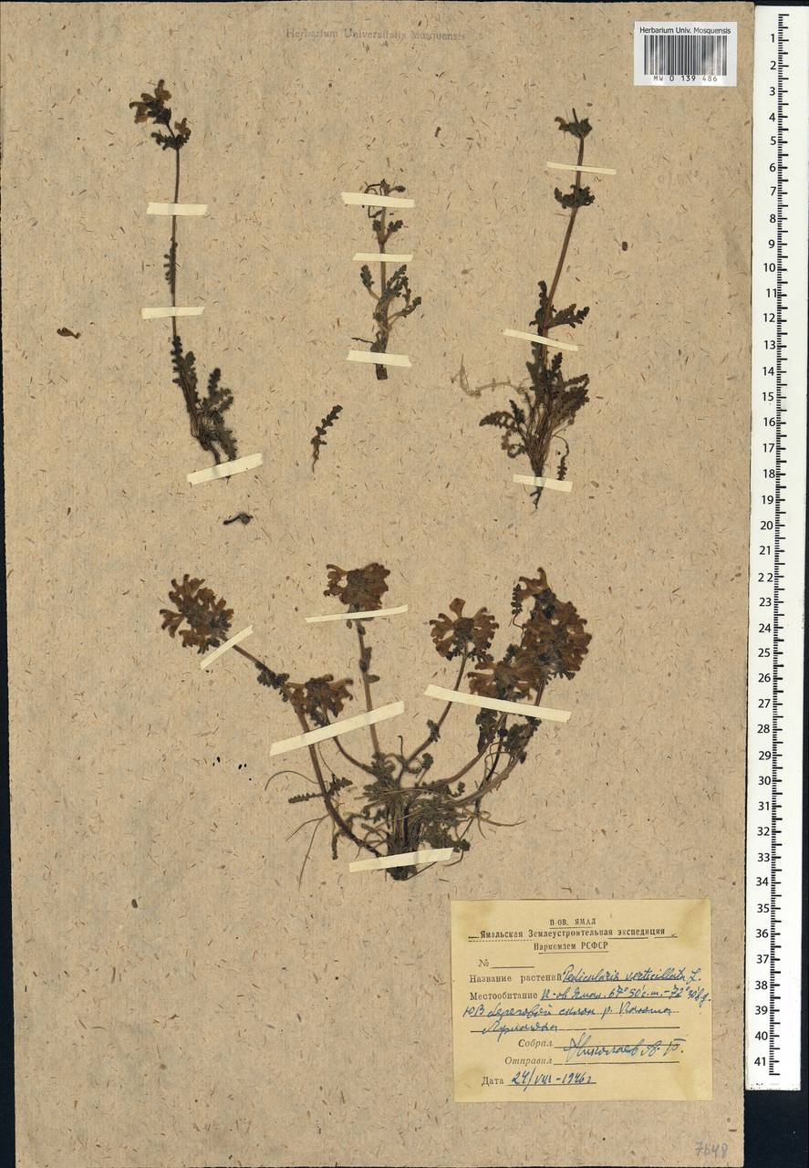 Pedicularis verticillata, Siberia, Western Siberia (S1) (Russia)