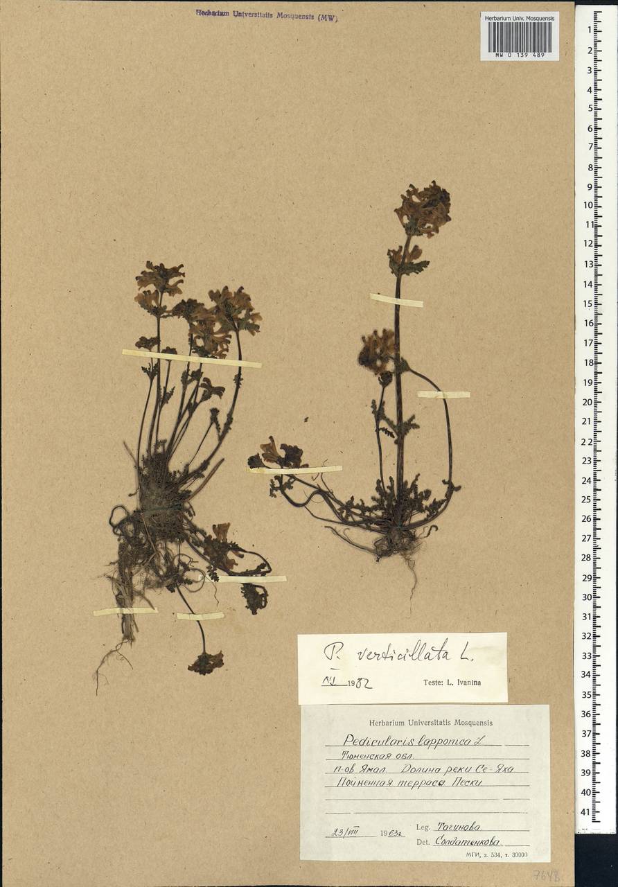 Pedicularis verticillata, Siberia, Western Siberia (S1) (Russia)