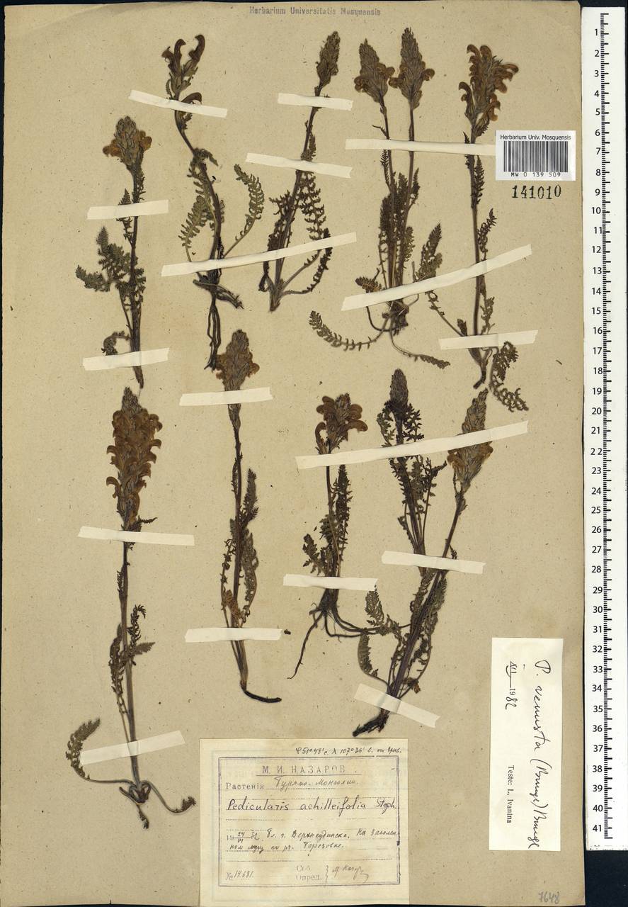 Pedicularis venusta Schangin ex Bunge, Siberia, Baikal & Transbaikal region (S4) (Russia)