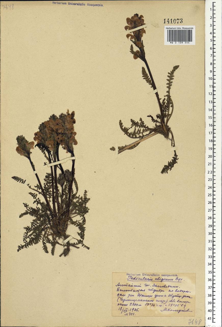 Pedicularis uliginosa Bunge, Siberia, Altai & Sayany Mountains (S2) (Russia)