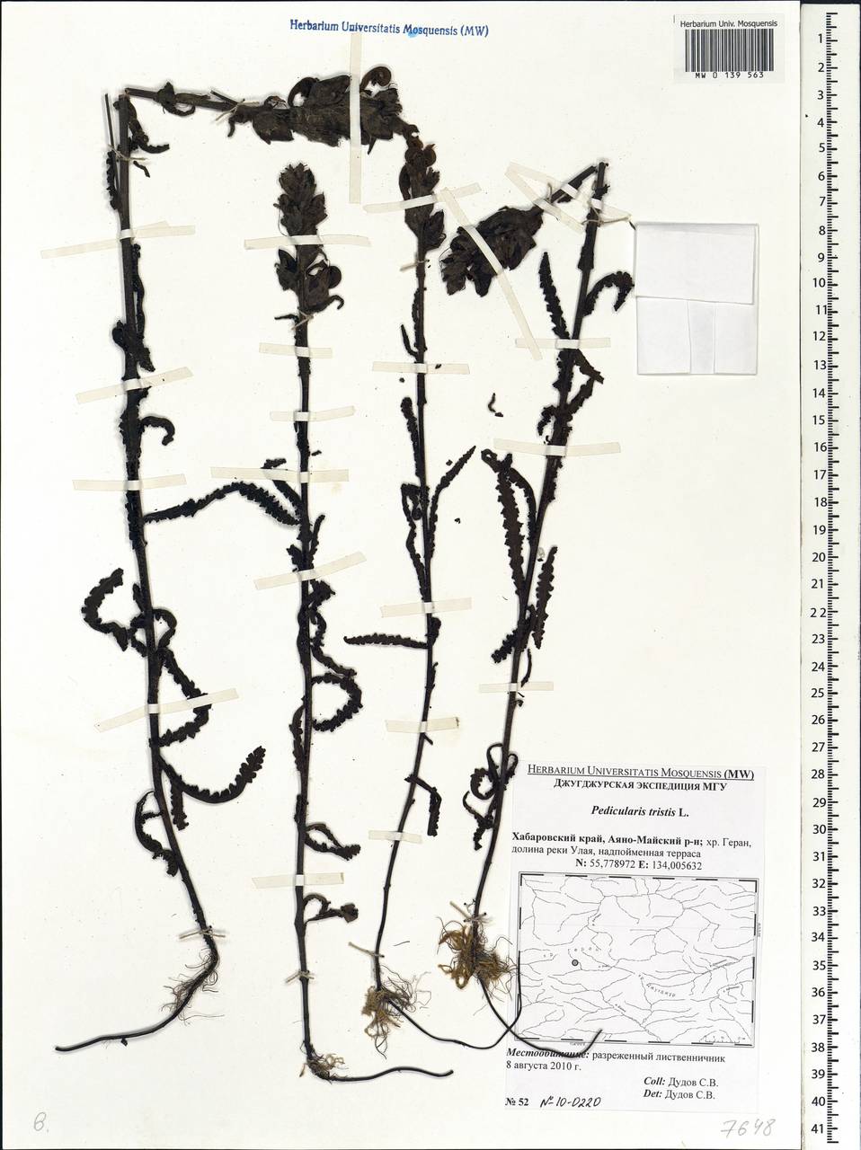 Pedicularis tristis L., Siberia, Russian Far East (S6) (Russia)