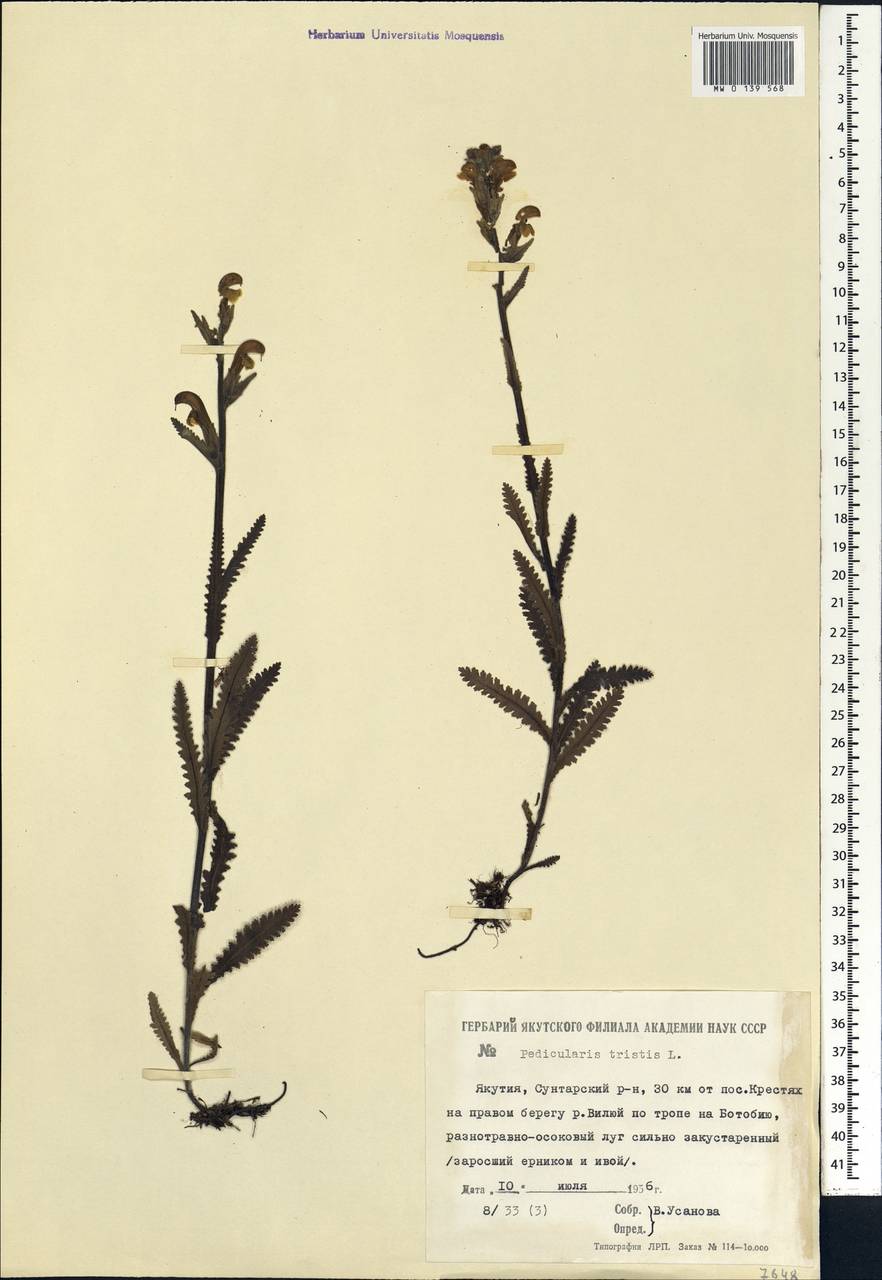 Pedicularis tristis L., Siberia, Yakutia (S5) (Russia)