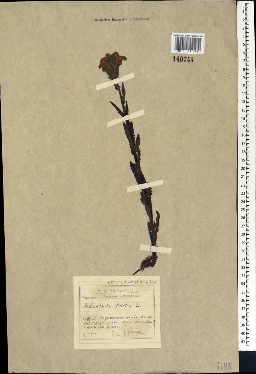 Pedicularis tristis L., Siberia, Baikal & Transbaikal region (S4) (Russia)