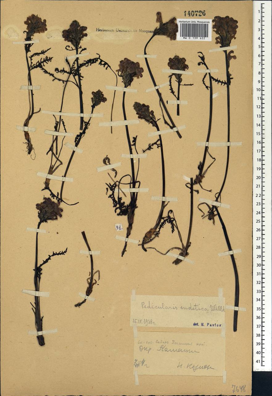 Pedicularis sudetica, Siberia, Chukotka & Kamchatka (S7) (Russia)
