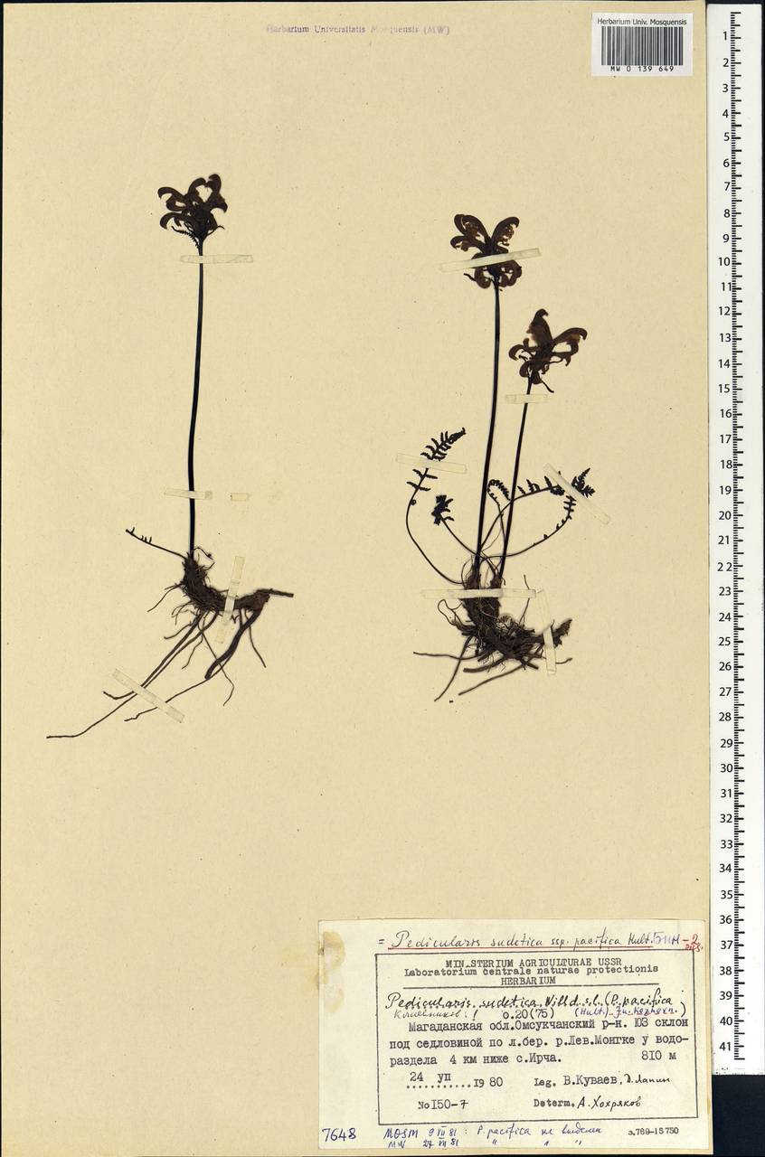 Pedicularis sudetica, Siberia, Chukotka & Kamchatka (S7) (Russia)