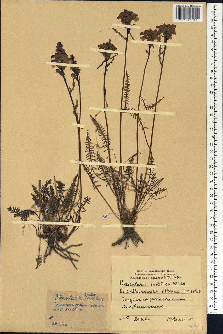 Pedicularis sudetica Willd., Siberia, Yakutia (S5) (Russia)
