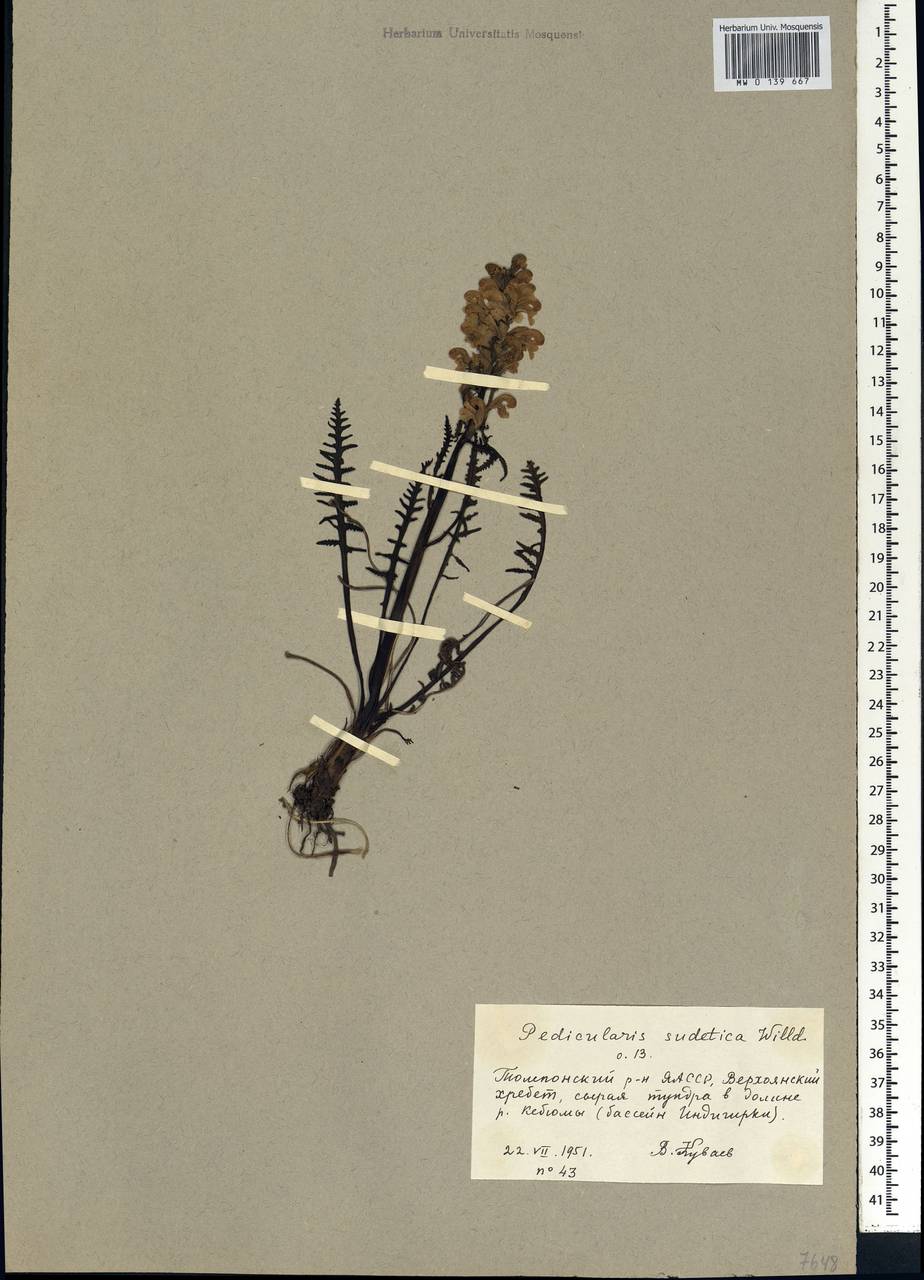 Pedicularis sudetica Willd., Siberia, Yakutia (S5) (Russia)