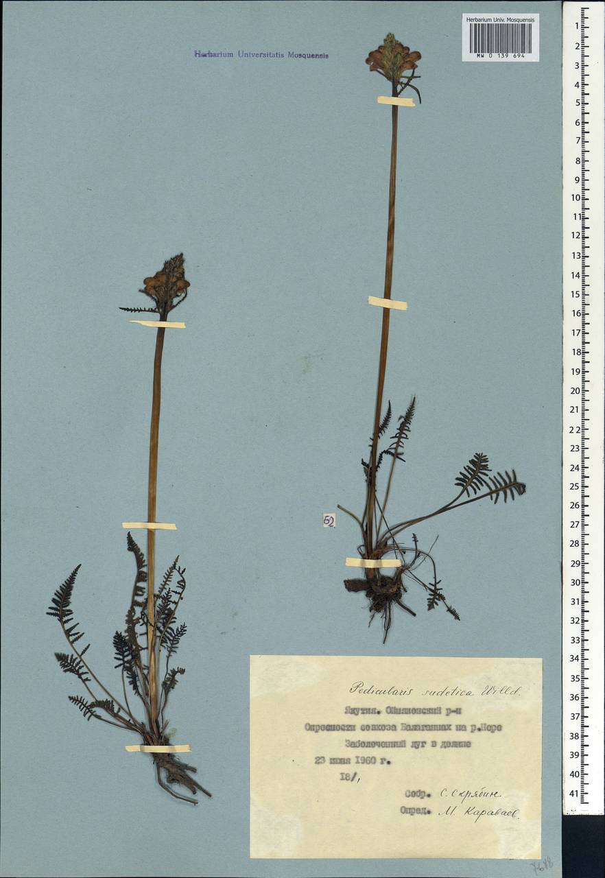 Pedicularis sudetica, Siberia, Yakutia (S5) (Russia)