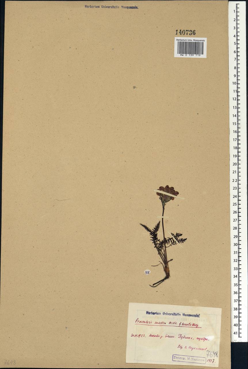 Pedicularis sudetica, Siberia, Central Siberia (S3) (Russia)
