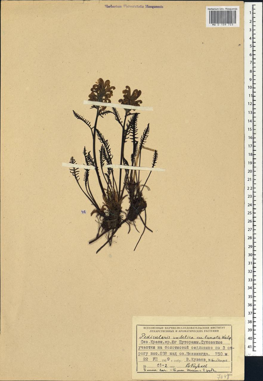 Pedicularis sudetica, Siberia, Central Siberia (S3) (Russia)