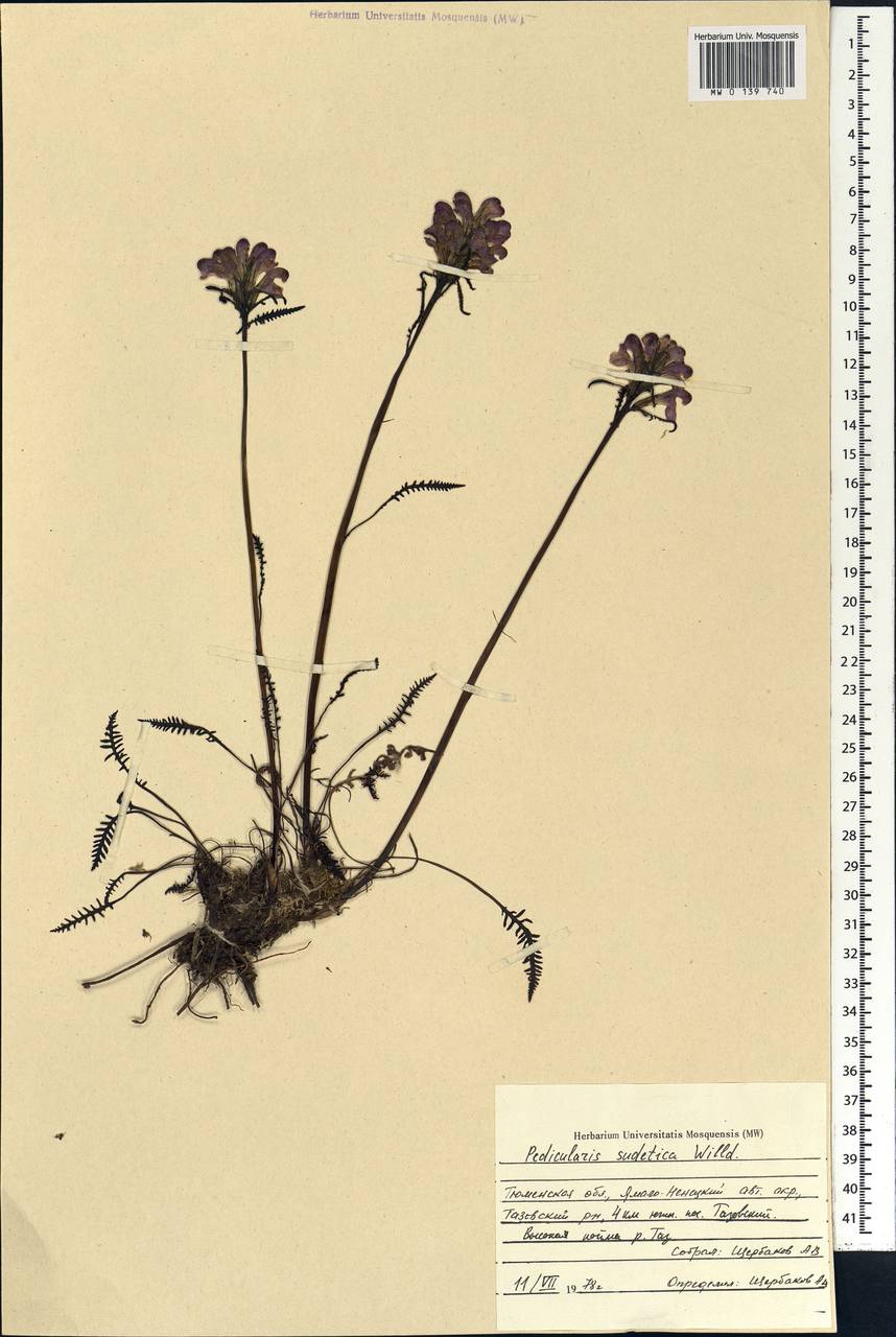Pedicularis sudetica Willd., Siberia, Western Siberia (S1) (Russia)