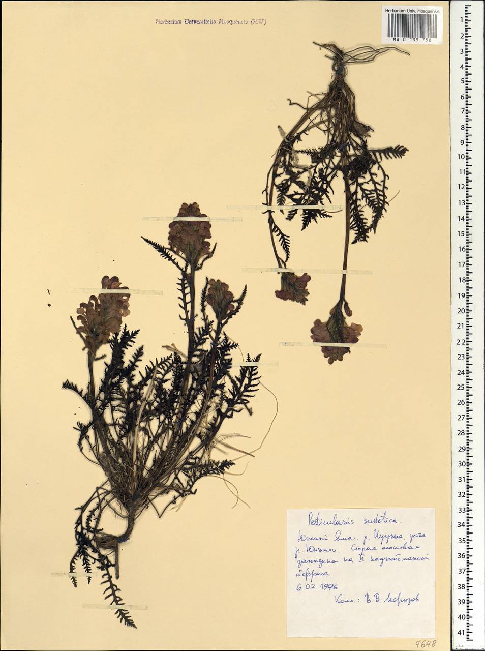 Pedicularis sudetica, Siberia, Western Siberia (S1) (Russia)