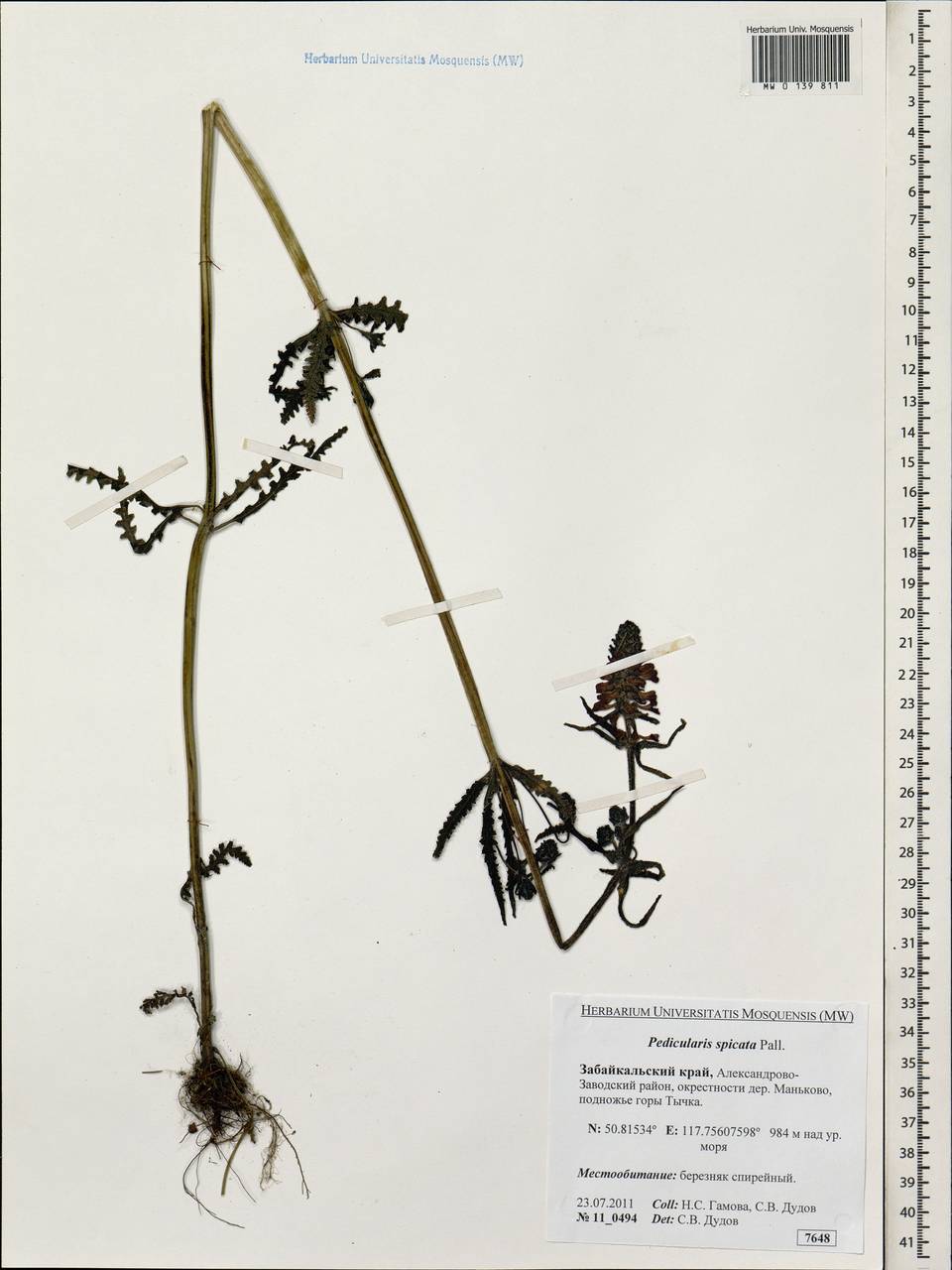 Pedicularis spicata, Siberia, Baikal & Transbaikal region (S4) (Russia)