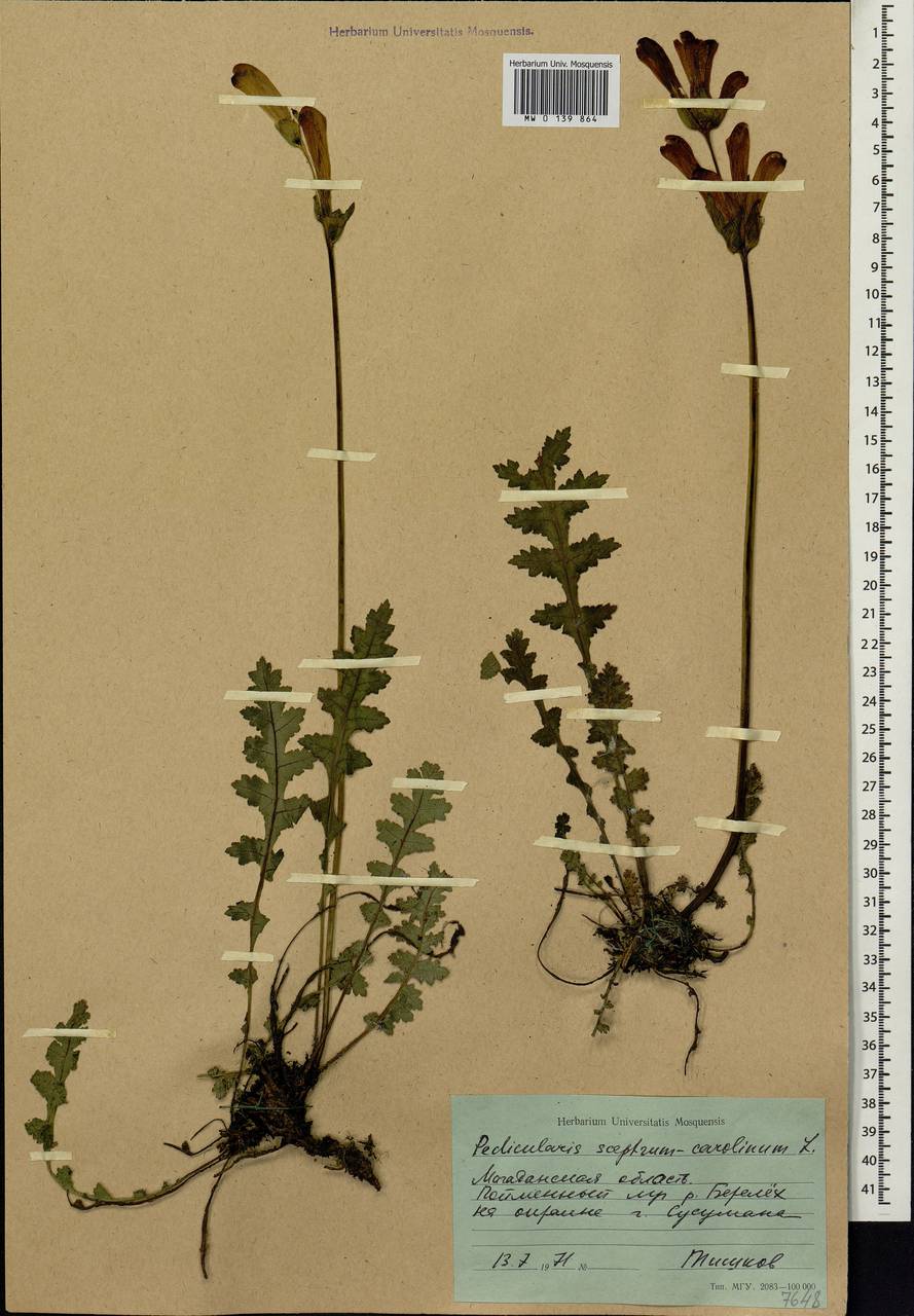 Pedicularis sceptrum-carolinum, Siberia, Chukotka & Kamchatka (S7) (Russia)