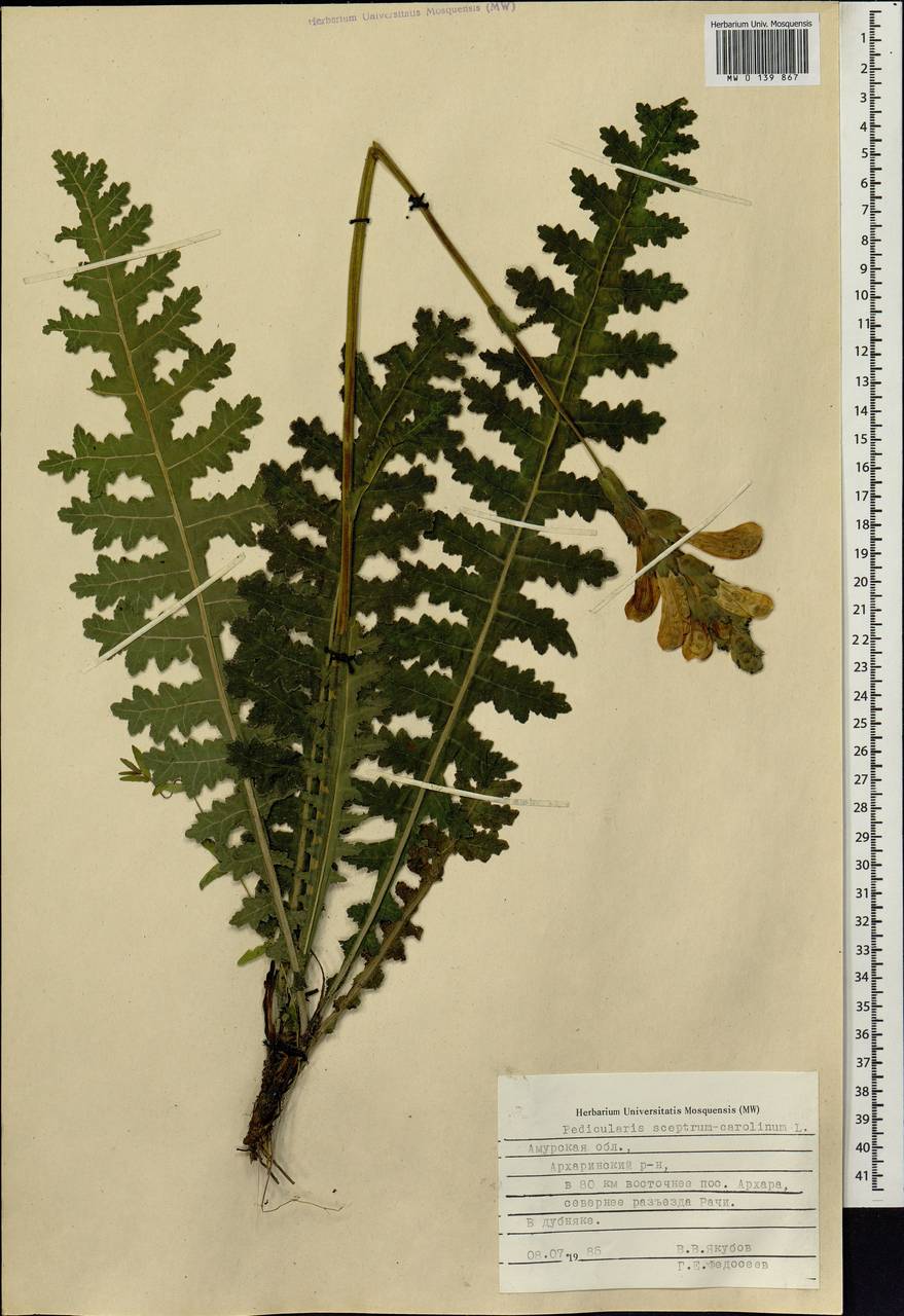 Pedicularis sceptrum-carolinum L., Siberia, Russian Far East (S6) (Russia)