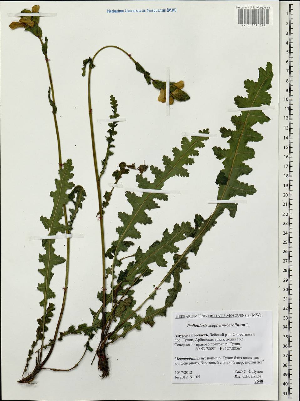 Pedicularis sceptrum-carolinum, Siberia, Russian Far East (S6) (Russia)