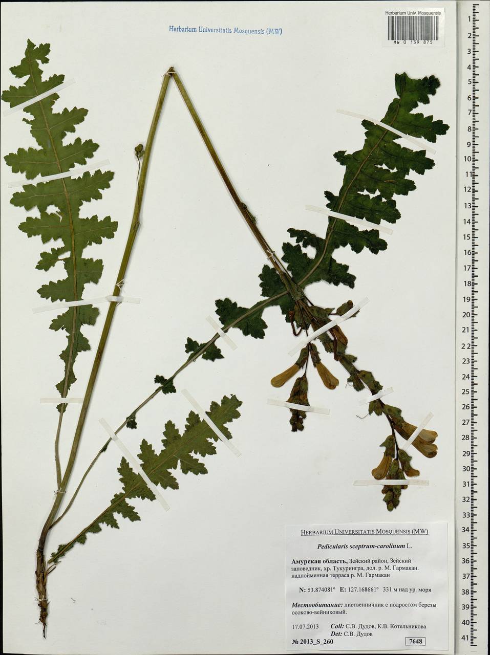 Pedicularis sceptrum-carolinum, Siberia, Russian Far East (S6) (Russia)