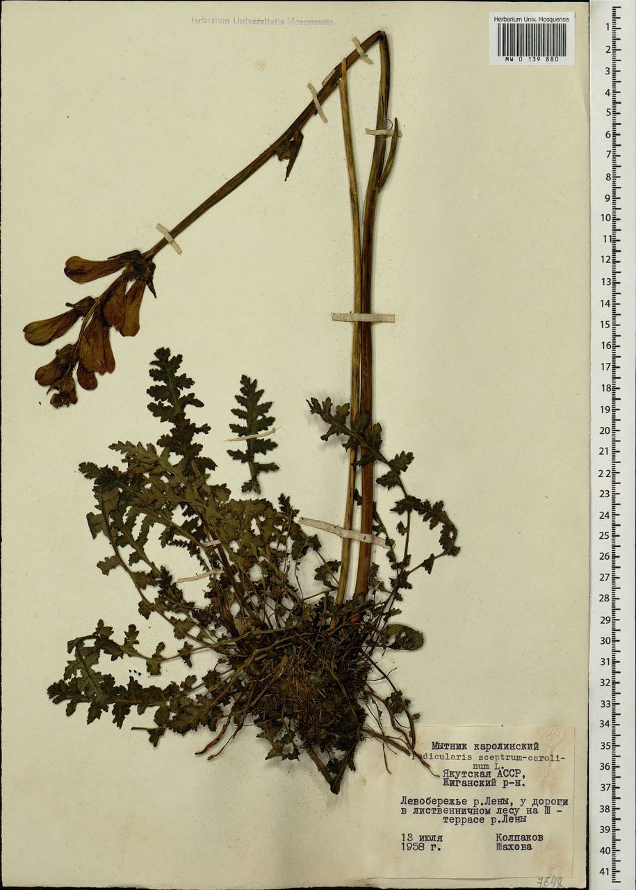 Pedicularis sceptrum-carolinum, Siberia, Yakutia (S5) (Russia)