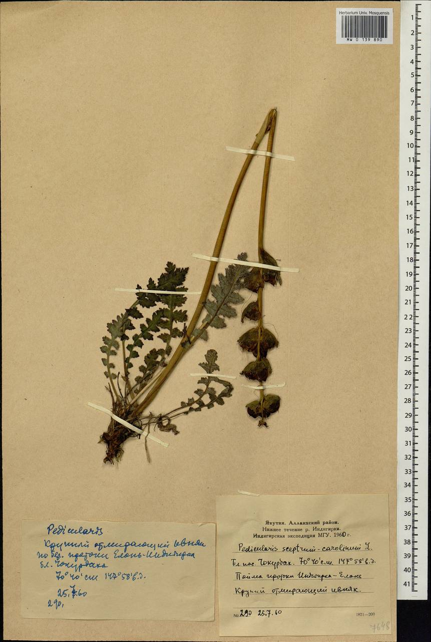 Pedicularis sceptrum-carolinum, Siberia, Yakutia (S5) (Russia)