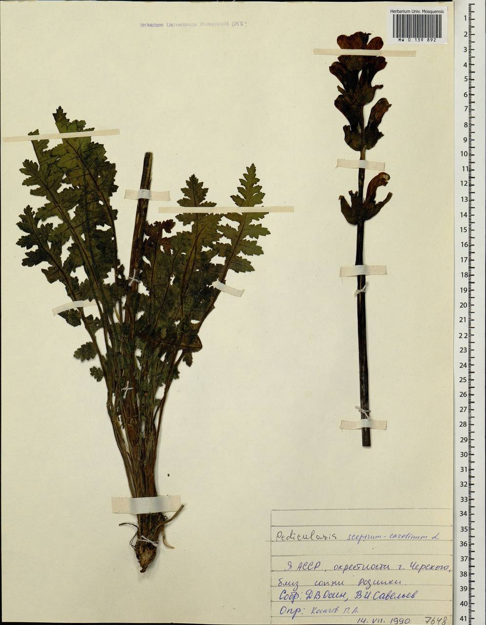 Pedicularis sceptrum-carolinum, Siberia, Yakutia (S5) (Russia)