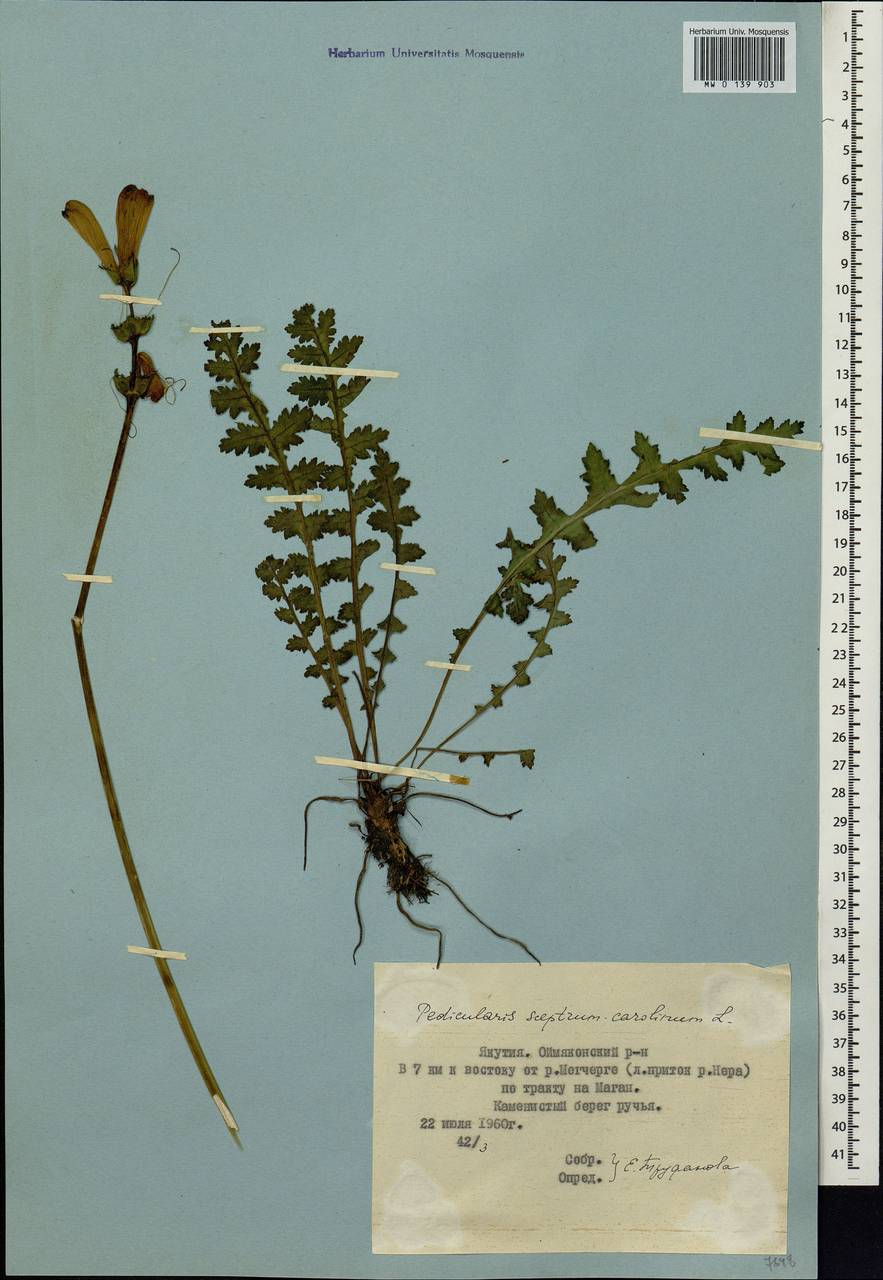 Pedicularis sceptrum-carolinum, Siberia, Yakutia (S5) (Russia)