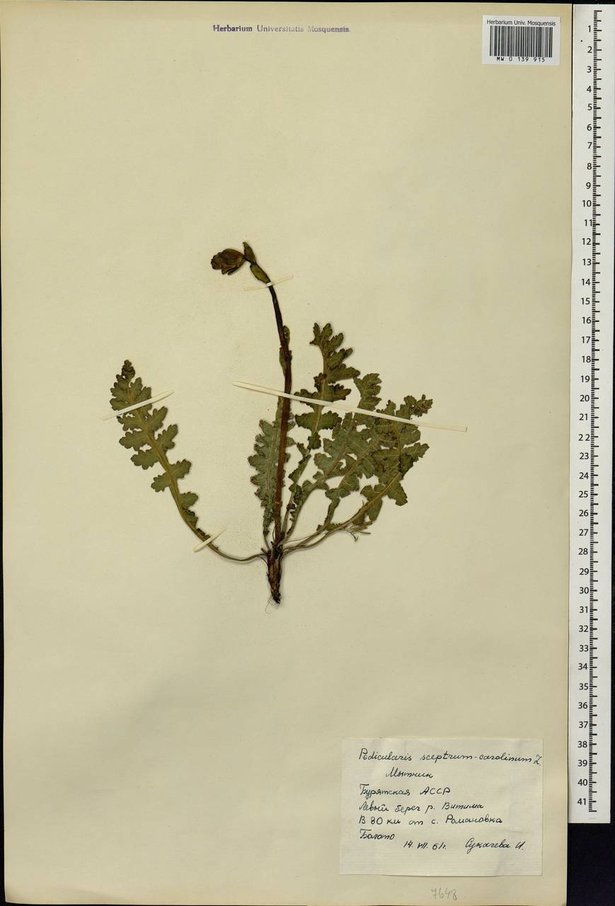 Pedicularis sceptrum-carolinum, Siberia, Baikal & Transbaikal region (S4) (Russia)