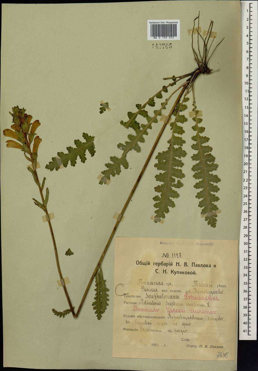 Pedicularis sceptrum-carolinum, Siberia, Western Siberia (S1) (Russia)