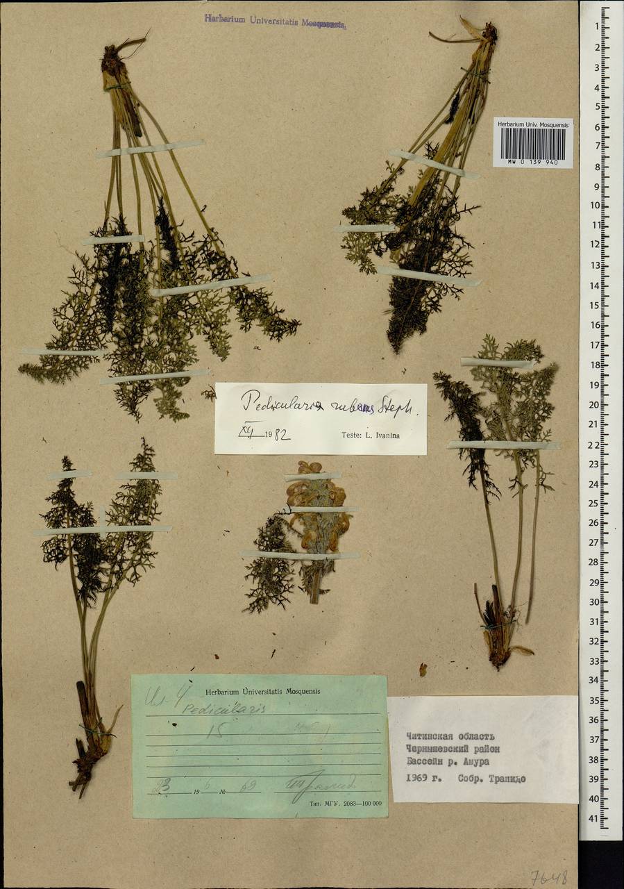 Pedicularis rubens Stephan ex Willd., Siberia, Baikal & Transbaikal region (S4) (Russia)
