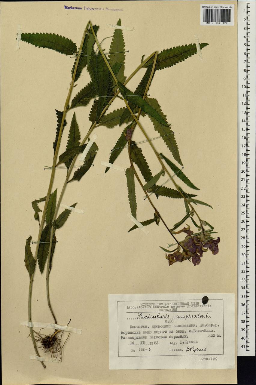 Pedicularis resupinata L., Siberia, Chukotka & Kamchatka (S7) (Russia)