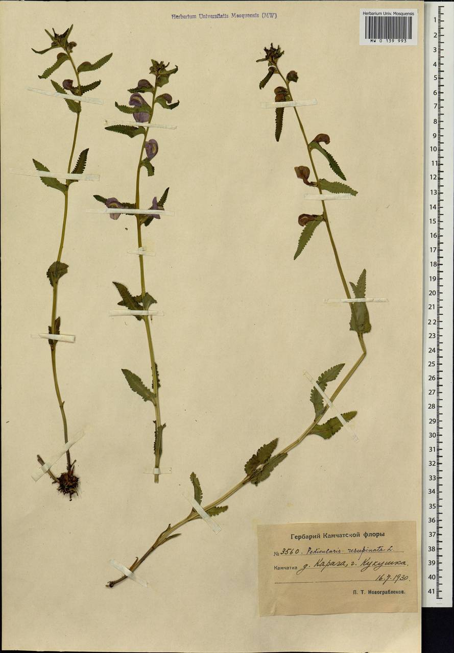 Pedicularis resupinata, Siberia, Chukotka & Kamchatka (S7) (Russia)