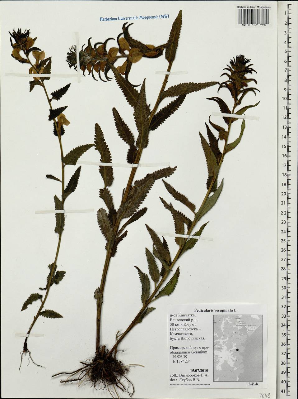 Pedicularis resupinata, Siberia, Chukotka & Kamchatka (S7) (Russia)