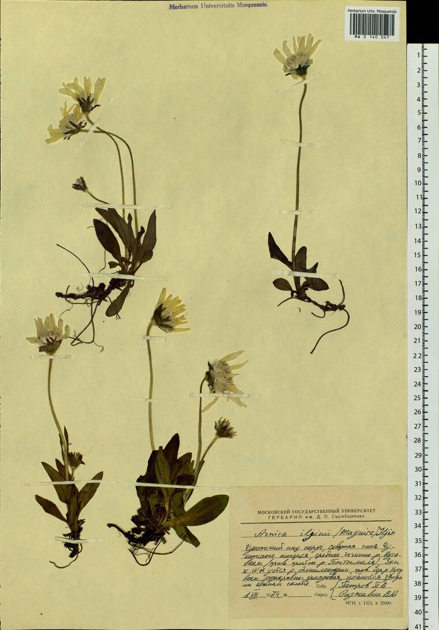 Arnica angustifolia subsp. iljinii (Maguire) I. K. Ferguson, Siberia, Chukotka & Kamchatka (S7) (Russia)