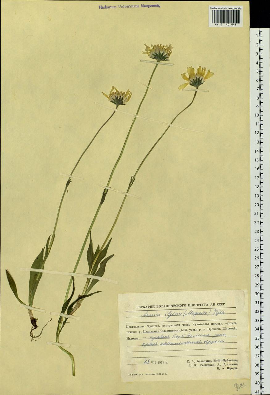 Arnica angustifolia subsp. iljinii (Maguire) I. K. Ferguson, Siberia, Chukotka & Kamchatka (S7) (Russia)