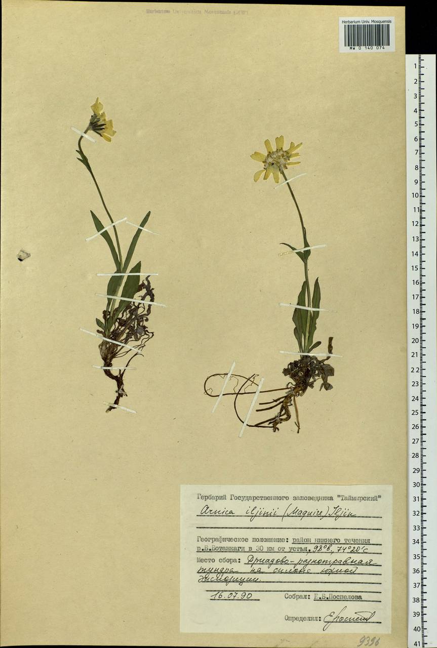 Arnica angustifolia subsp. iljinii (Maguire) I. K. Ferguson, Siberia, Central Siberia (S3) (Russia)