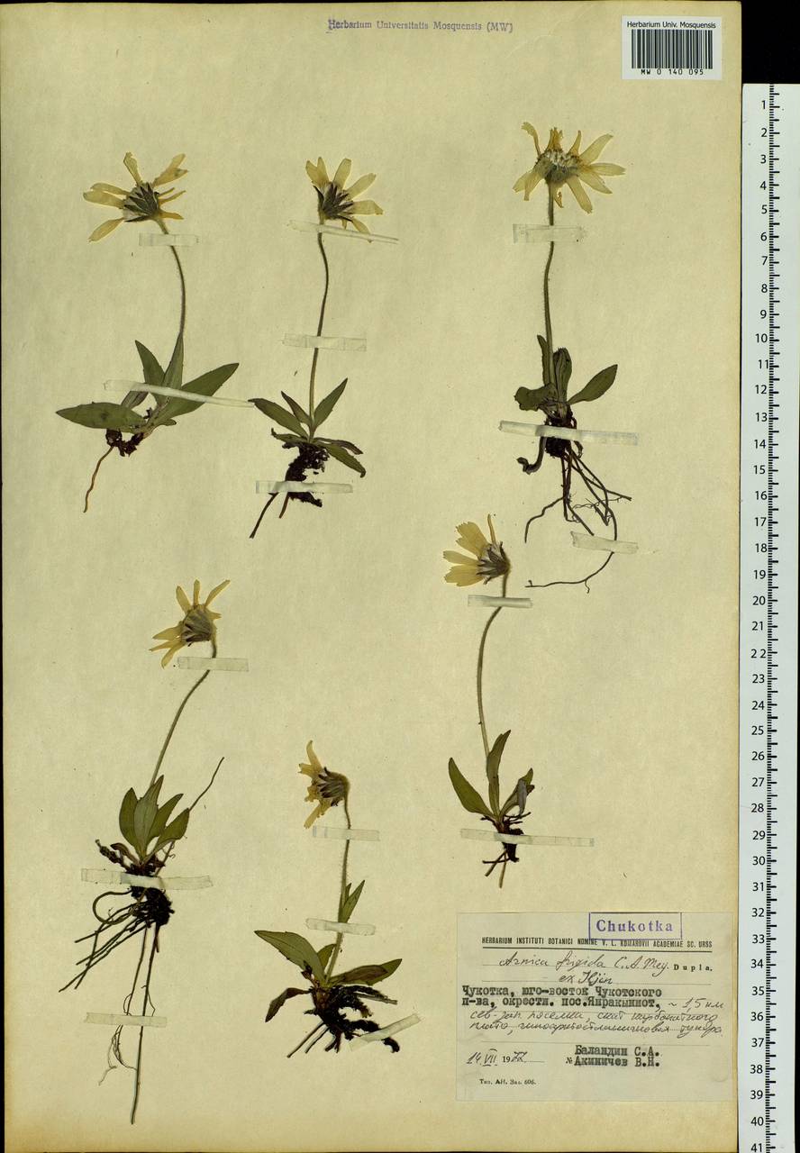 Arnica griscomii subsp. frigida (Iljin) S. J. Wolf, Siberia, Chukotka & Kamchatka (S7) (Russia)