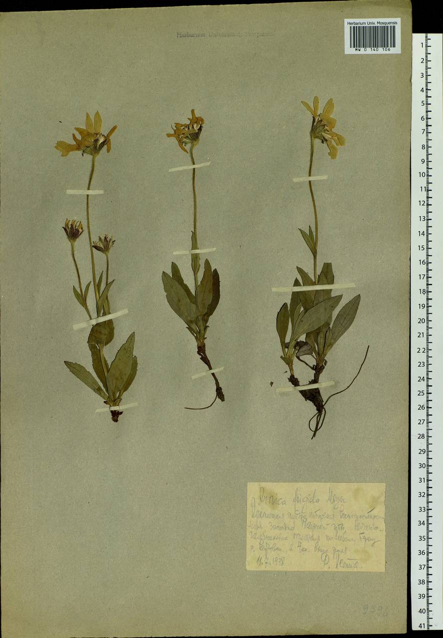 Arnica griscomii subsp. frigida (Iljin) S. J. Wolf, Siberia, Yakutia (S5) (Russia)