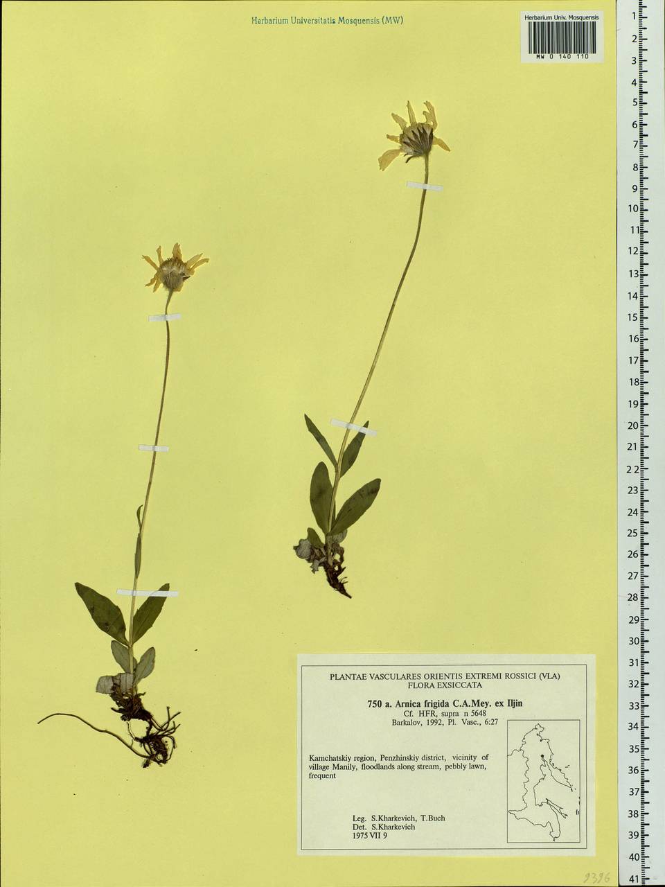 Arnica griscomii subsp. frigida (Iljin) S. J. Wolf, Siberia, Chukotka & Kamchatka (S7) (Russia)