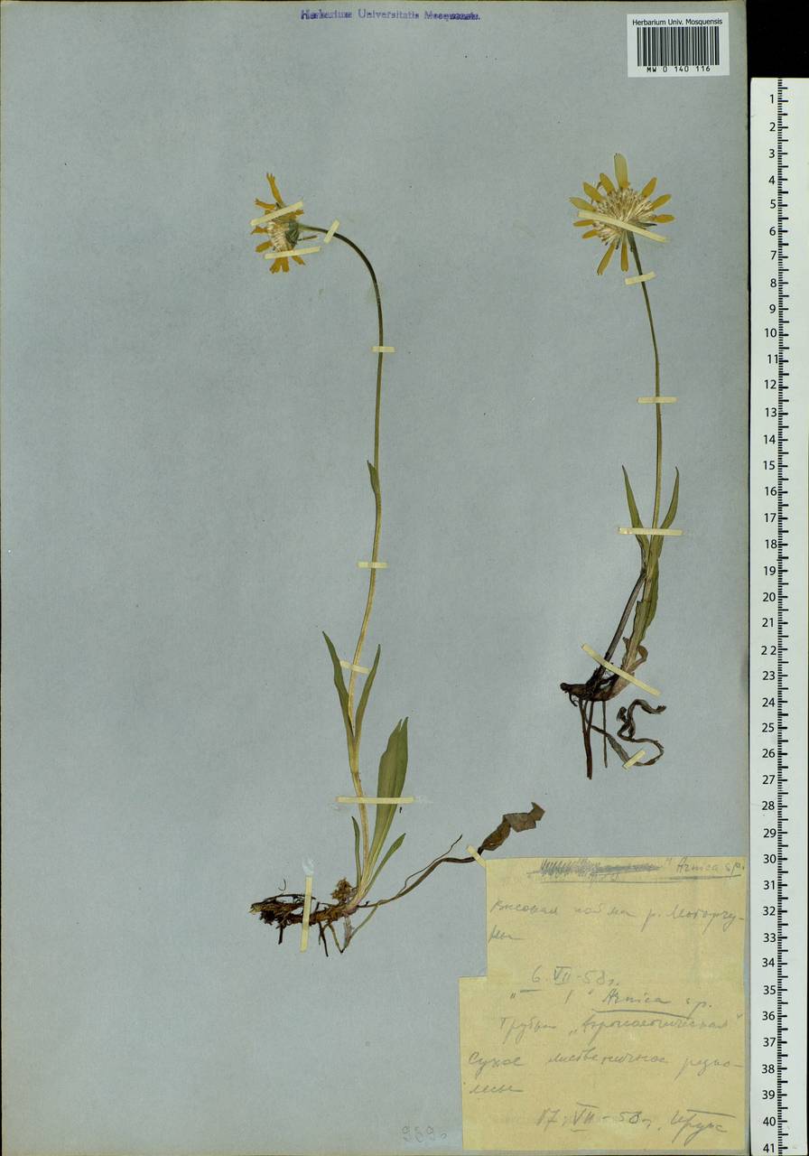 Arnica, Siberia, Yakutia (S5) (Russia)