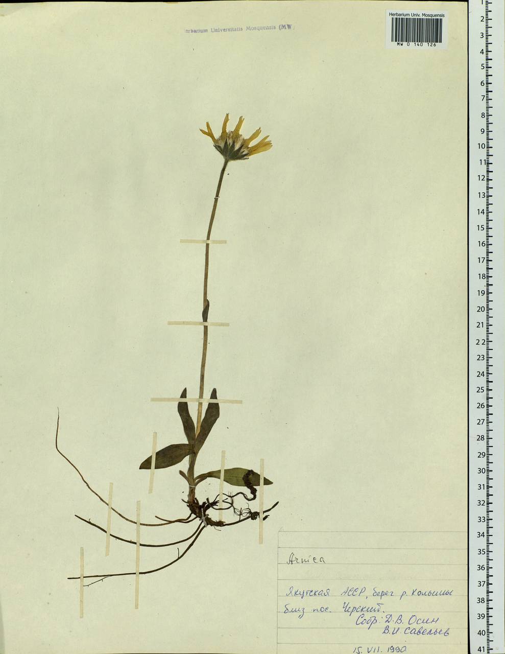 Arnica, Siberia, Yakutia (S5) (Russia)